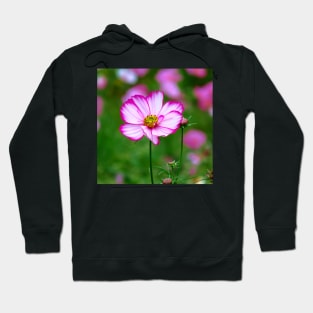 pink cosmosflowers on a flower meadow, bloom, floral Hoodie